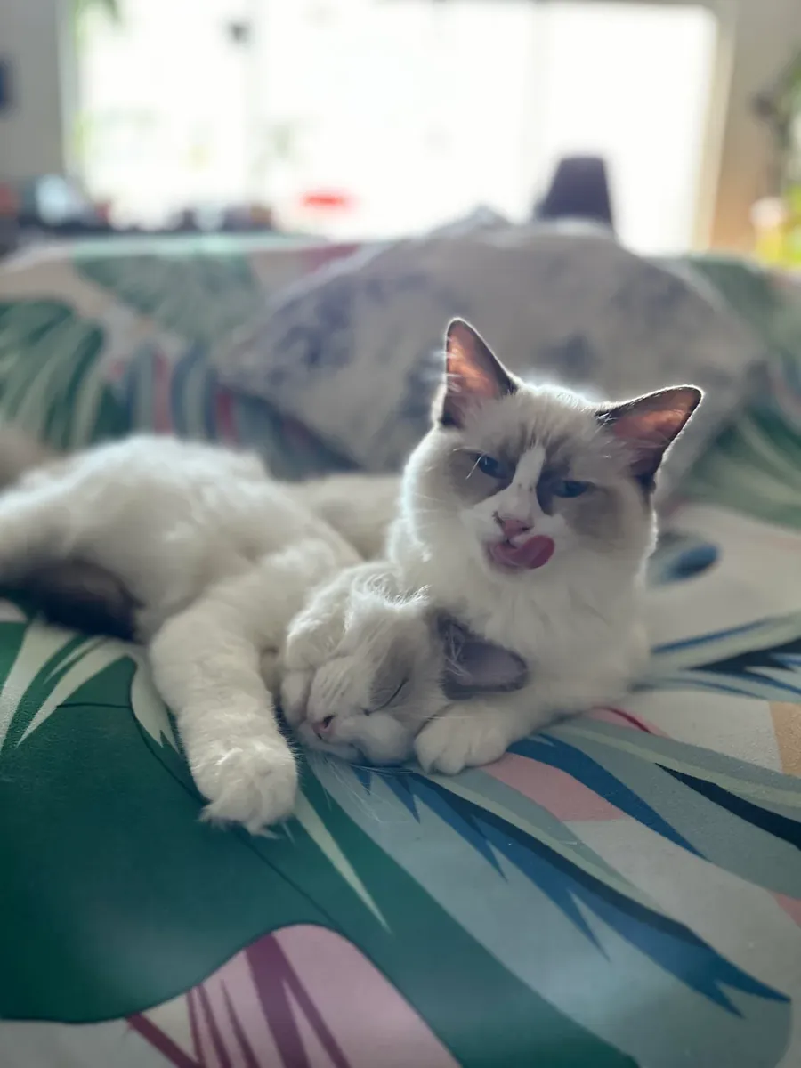 Gentle Ragdoll cat that quietly became part of our daily routine