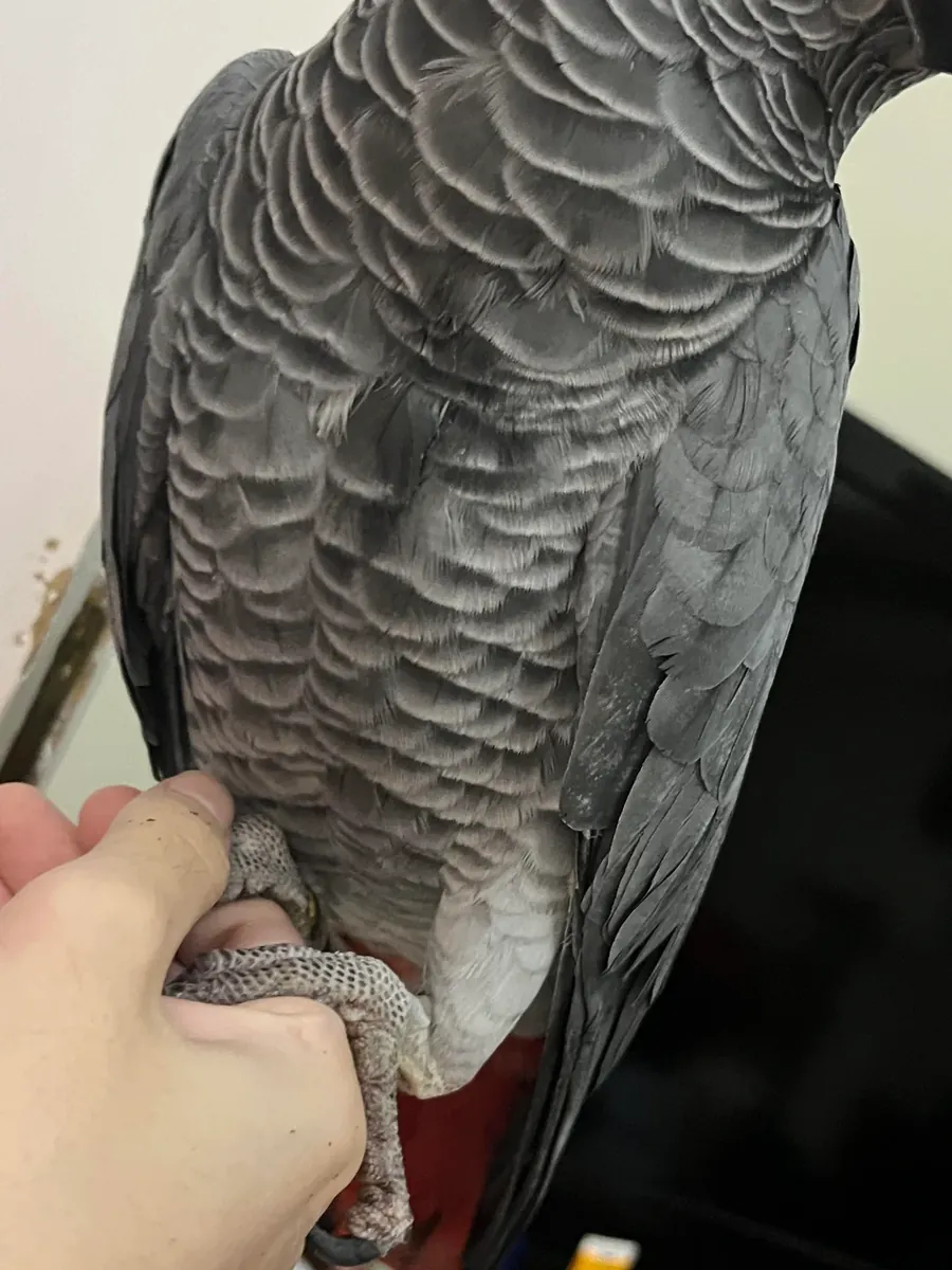 African Grey parrot that learned half the sounds in our house