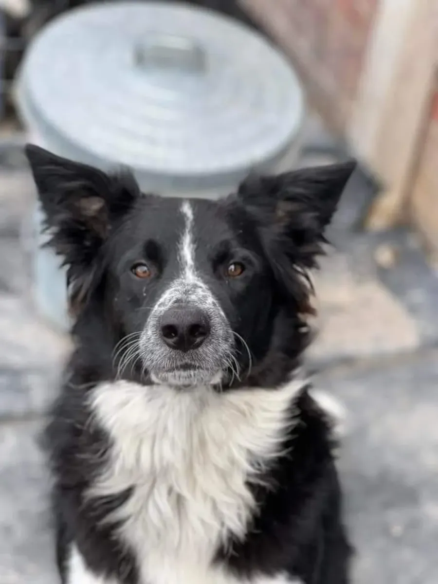 Energetic Border Collie that needs space and an active owner