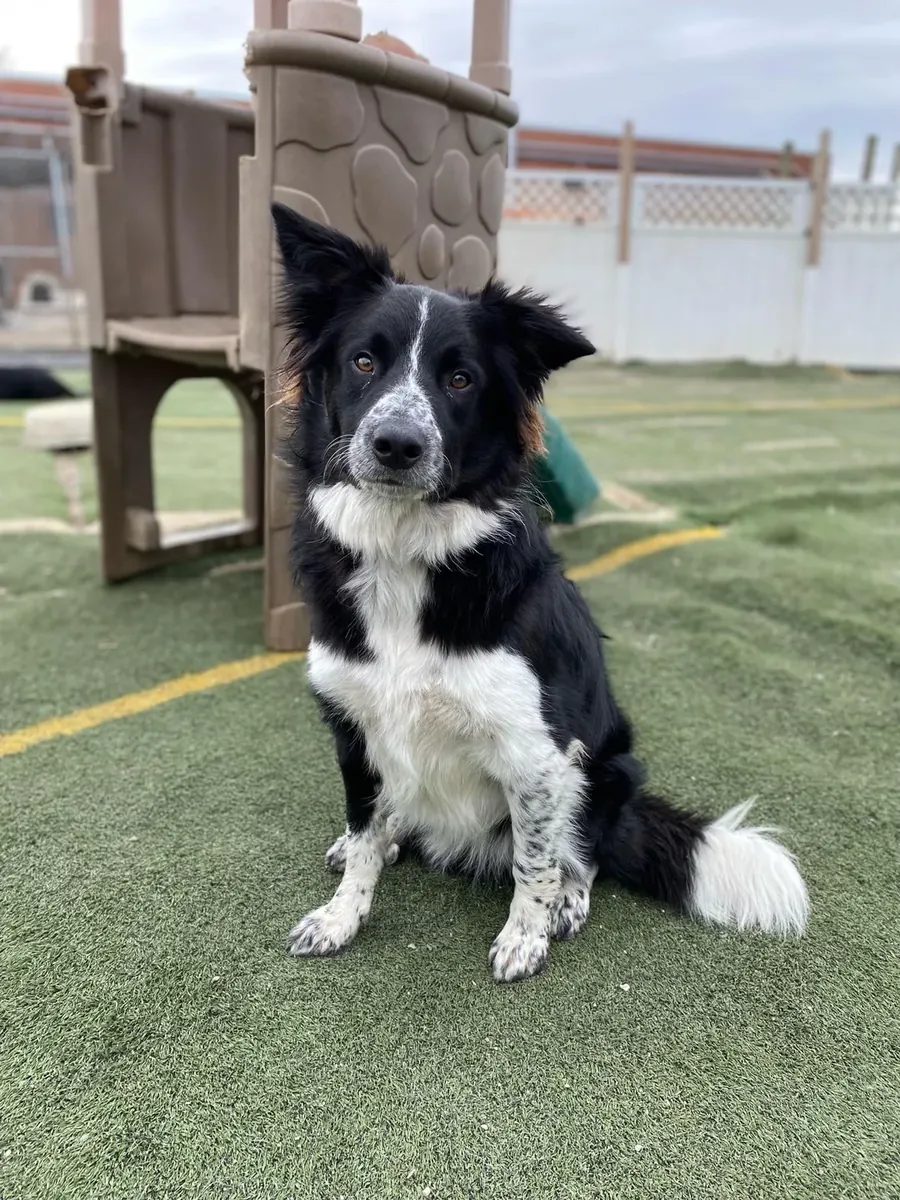 Energetic Border Collie that needs space and an active owner