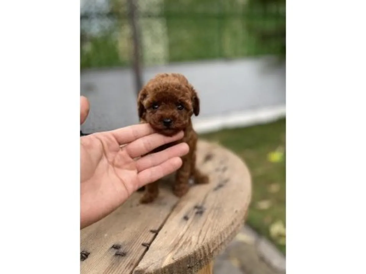 Brown Toy Poodle raised carefully inside a family home