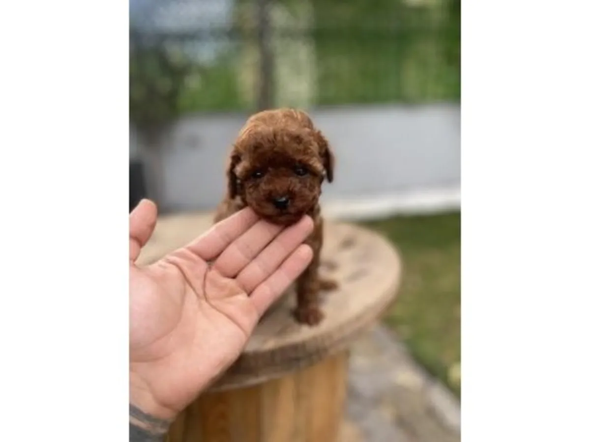 Brown Toy Poodle raised carefully inside a family home