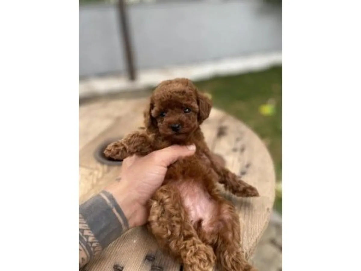Brown Toy Poodle raised carefully inside a family home