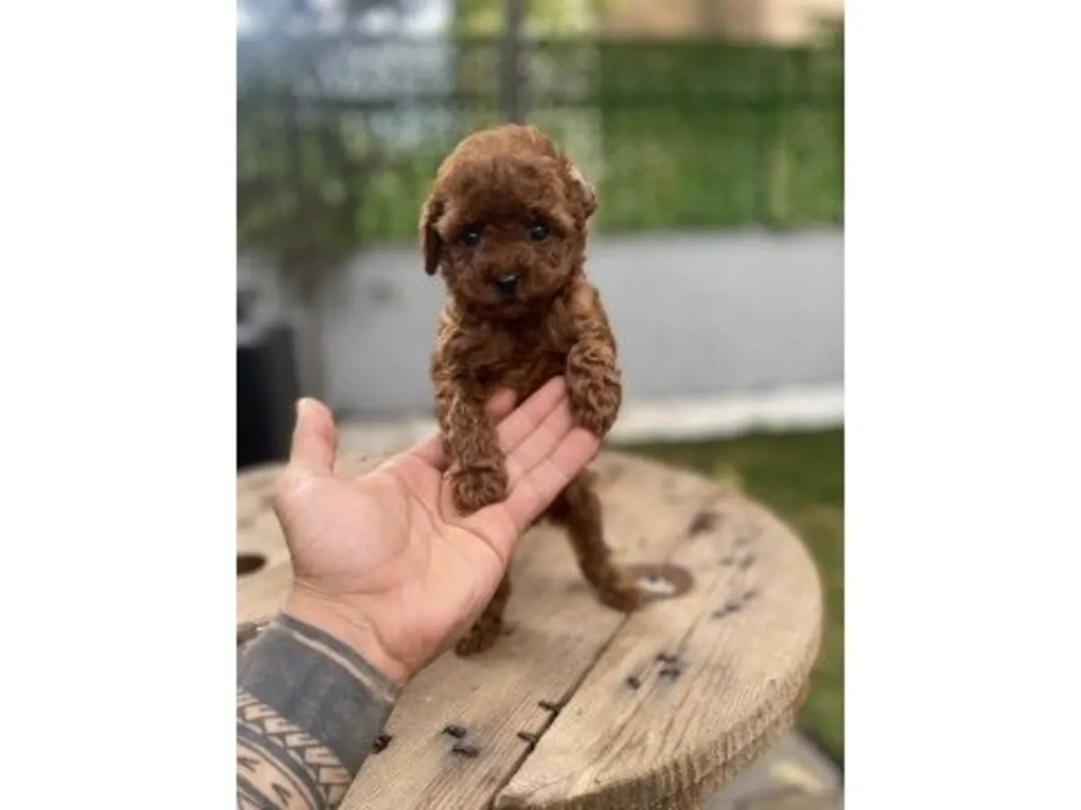 Brown Toy Poodle raised carefully inside a family home