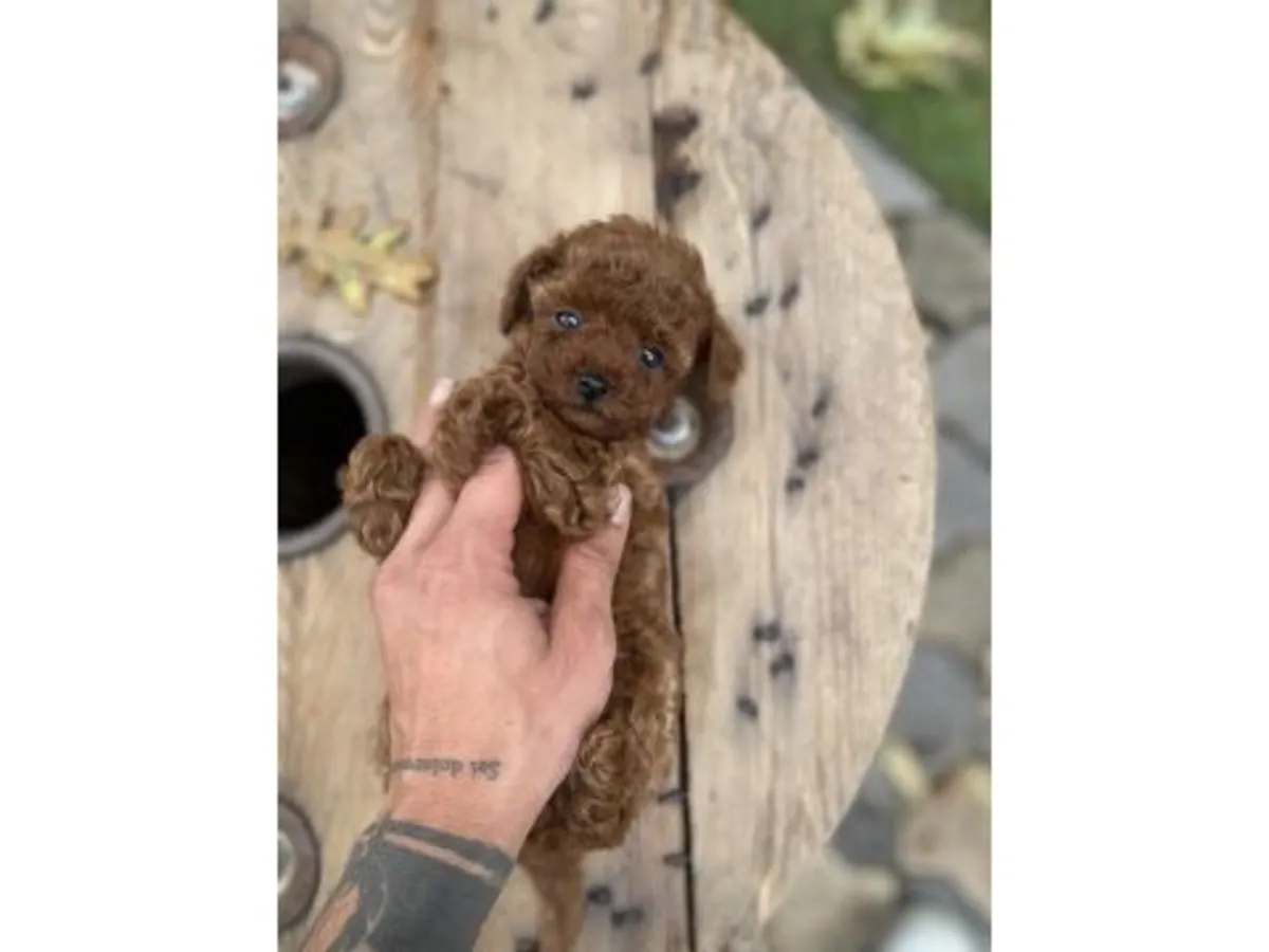 Brown Toy Poodle raised carefully inside a family home
