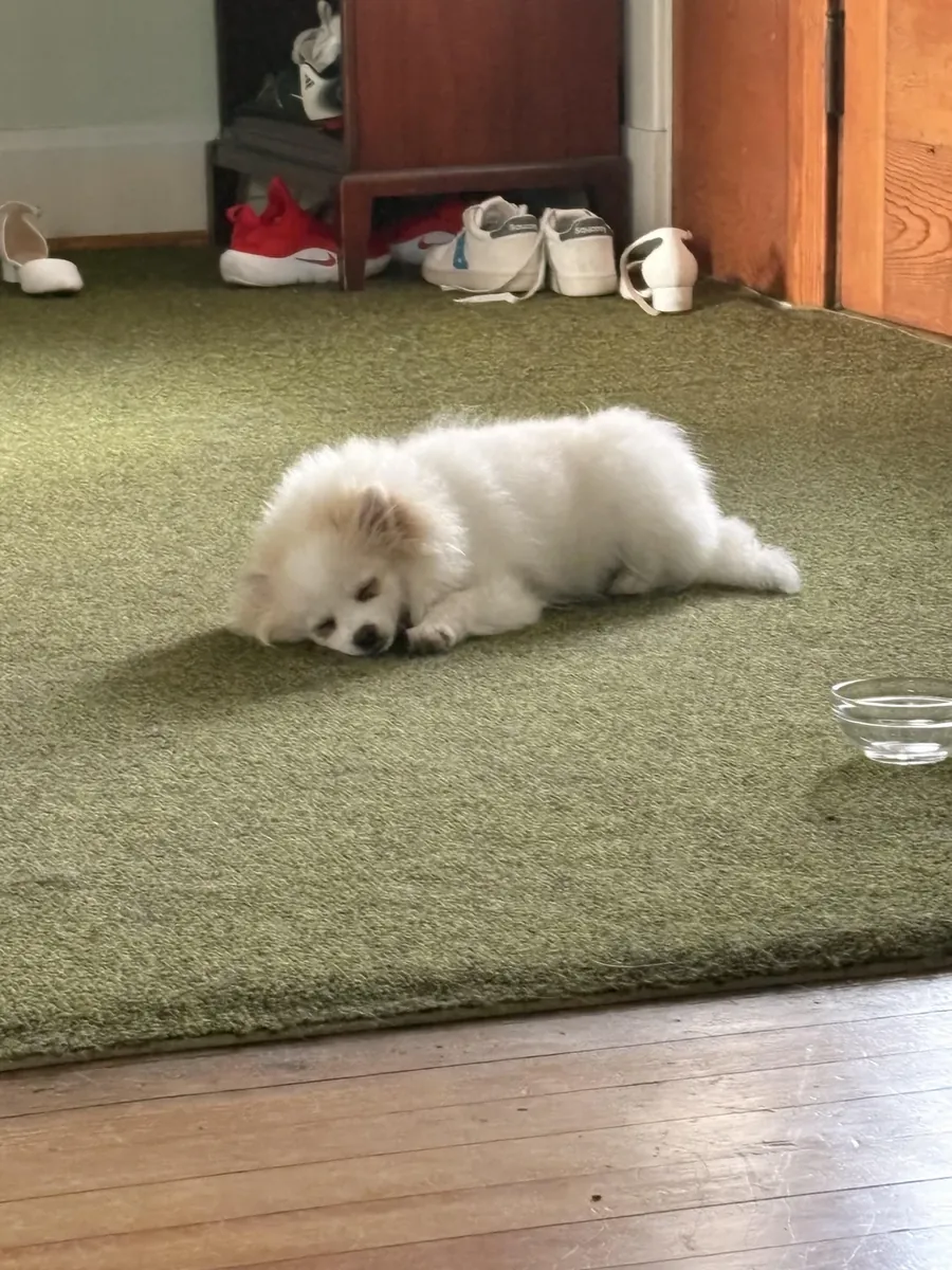 White Pomeranian that quietly follows people around the house