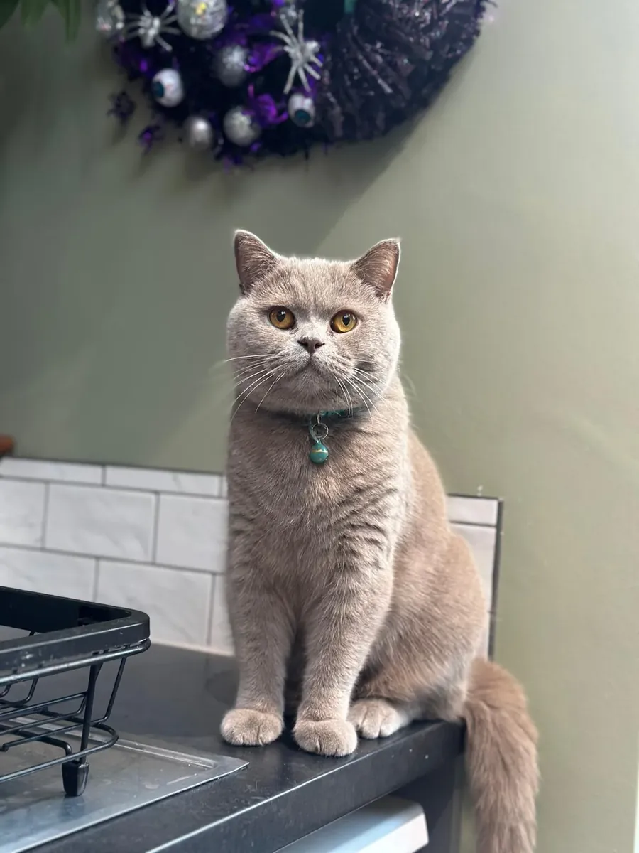 Calm British Shorthair cat that quietly became part of our everyday life