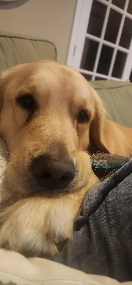 Friendly Golden Retriever who grew up surrounded by people
