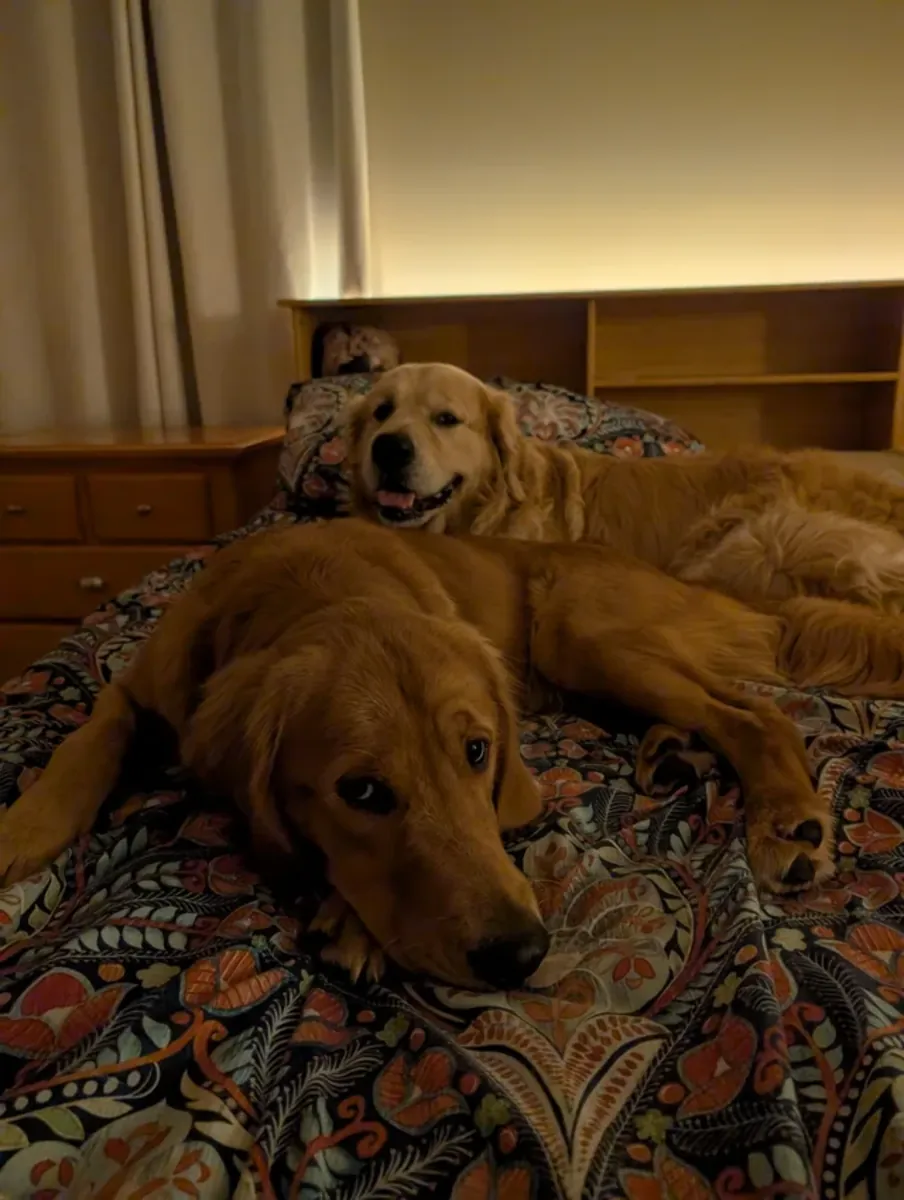 Friendly Golden Retriever who grew up surrounded by people