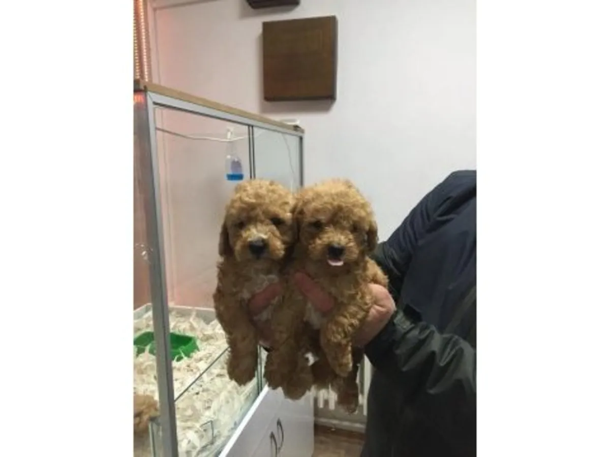 Brown Toy Poodle puppy raised in a quiet home environment