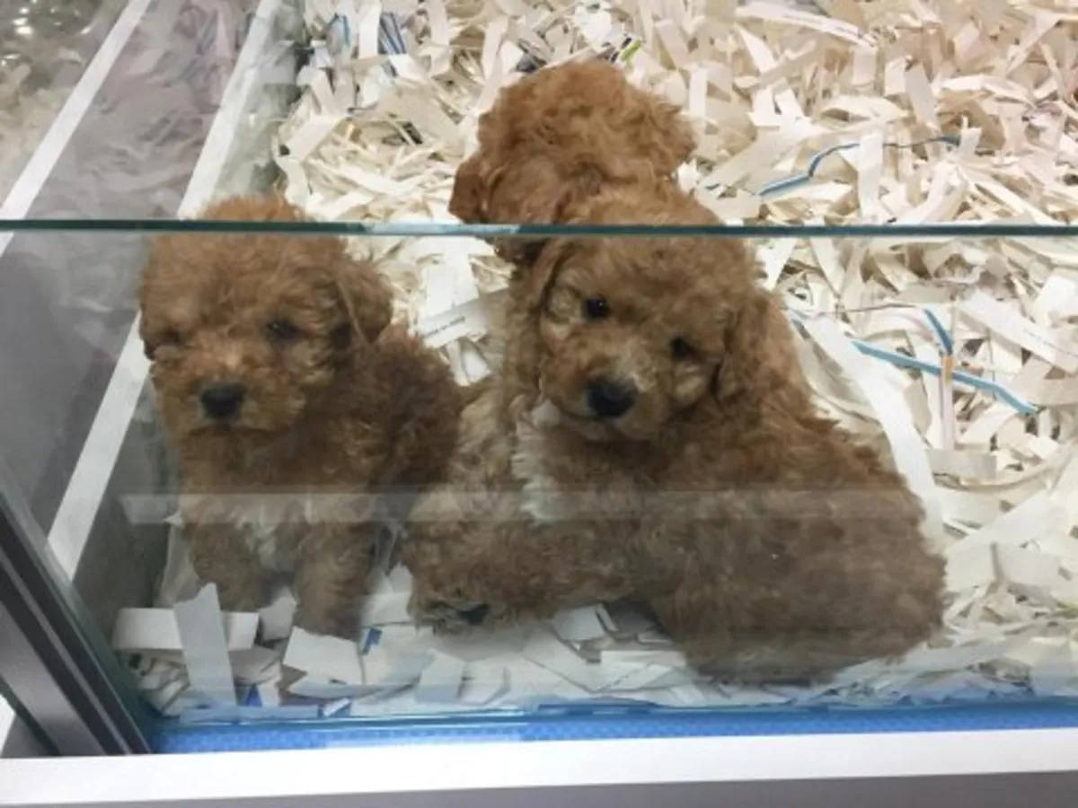 Brown Toy Poodle puppy raised in a quiet home environment