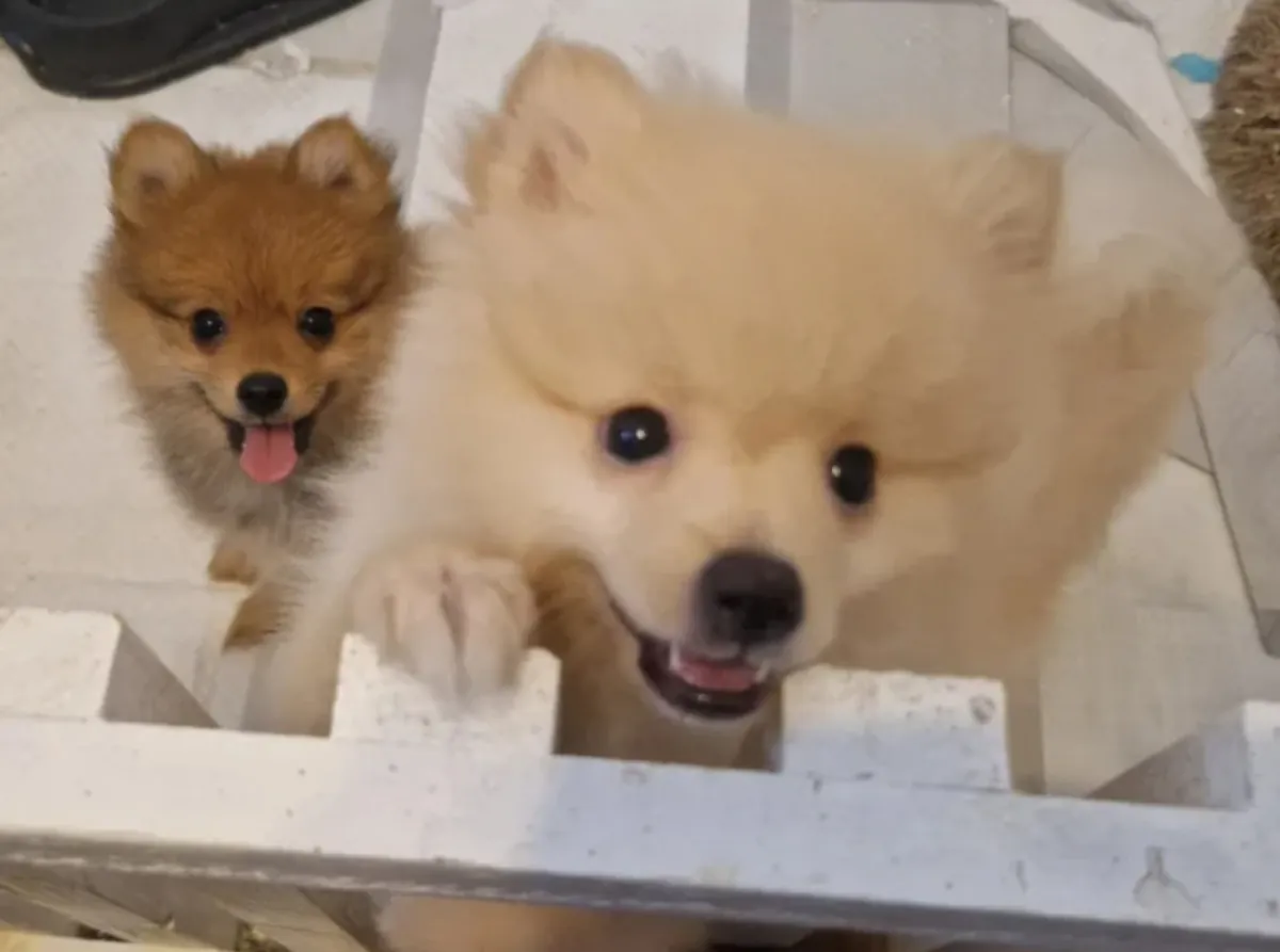 Cachorros de Pomerania para adopción
