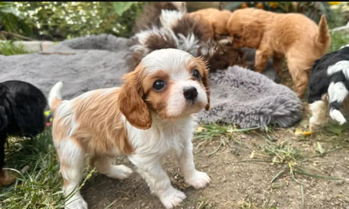 Cavalier King Charles Puppies for Adoption
