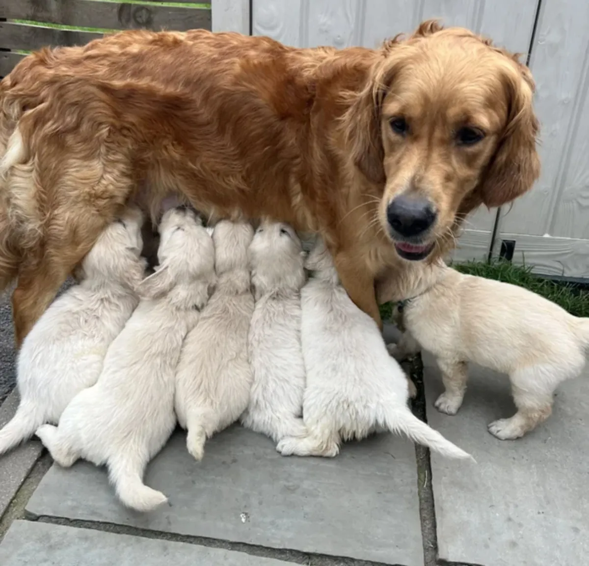 Chiots golden retriever à adopter