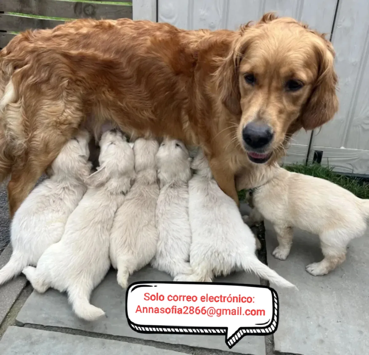 Cachorros de golden retriever en adopción