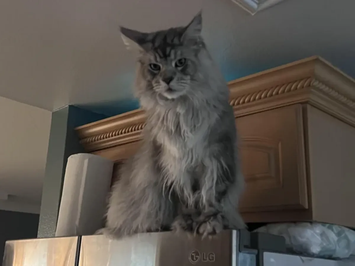 Chat Maine Coon très calme habitué à la vie d’appartement