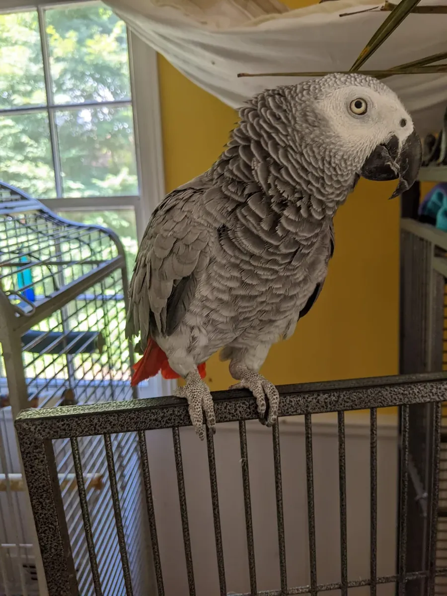 Perroquet gris du Gabon sociable élevé en famille