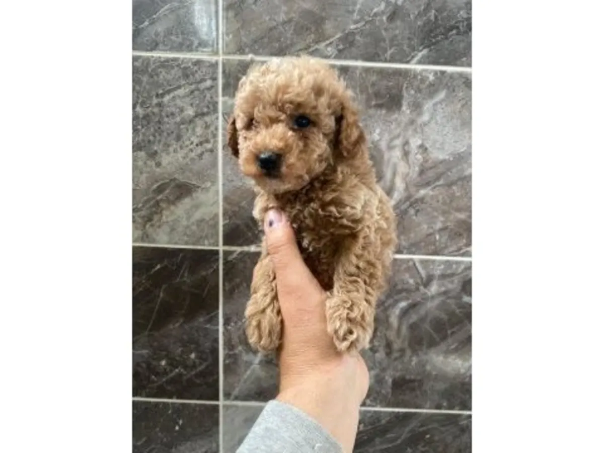 Caniche toy marron élevé dans un environnement familial