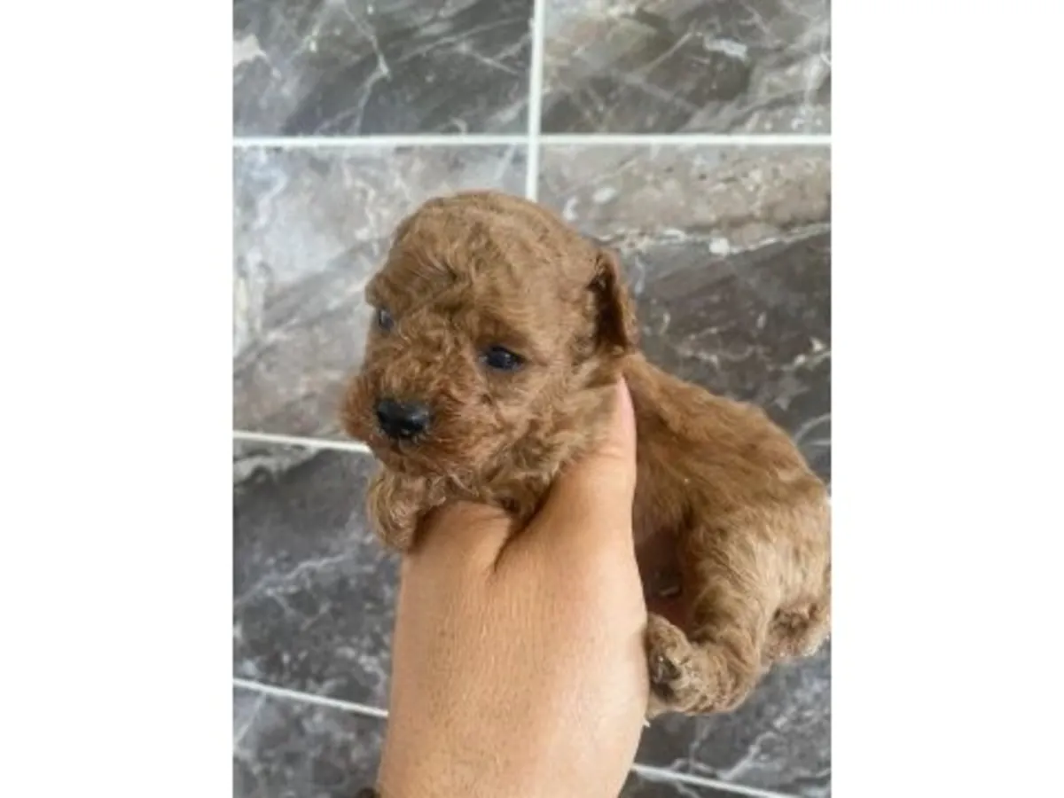 Caniche toy marron élevé dans un environnement familial