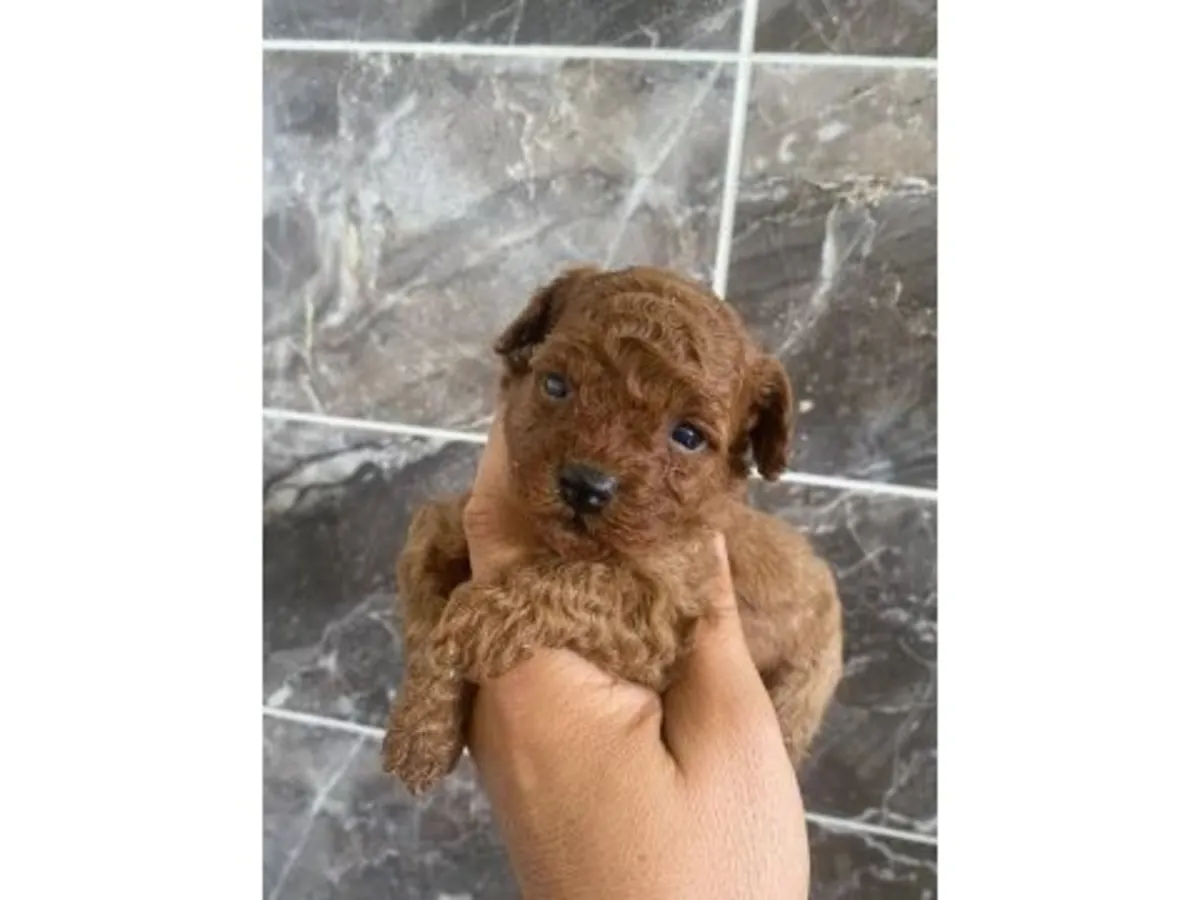 Caniche toy marron élevé dans un environnement familial