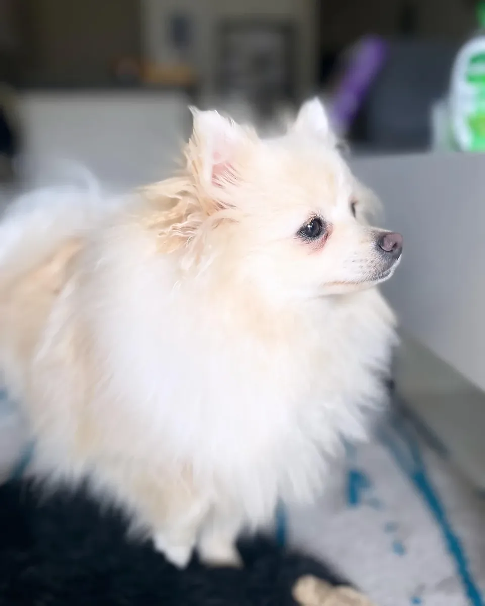 Petit Spitz nain blanc très attaché aux humains