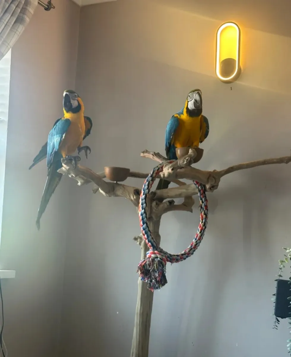 A pair of Blue and gold macaws