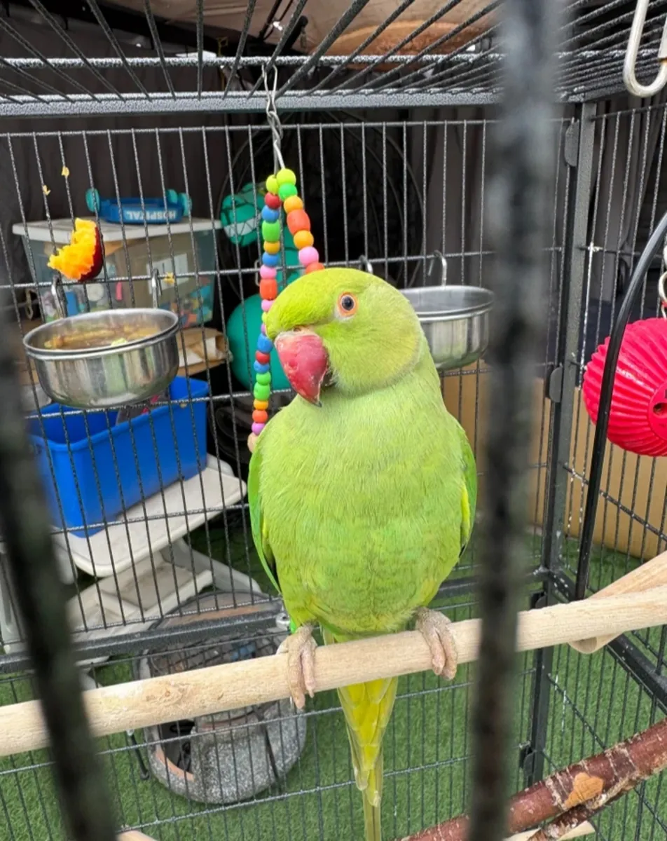 Loro de cuello anillado