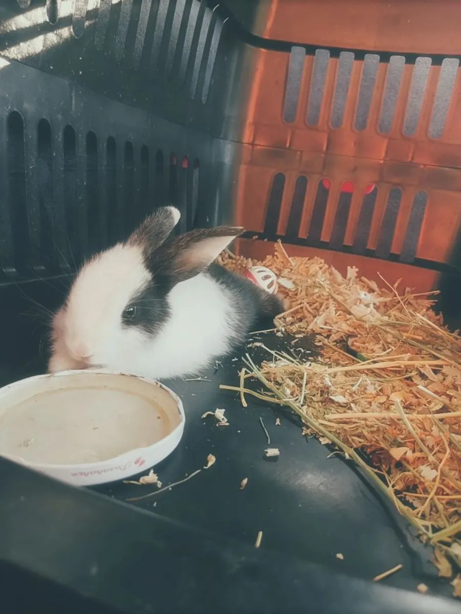 rabbit