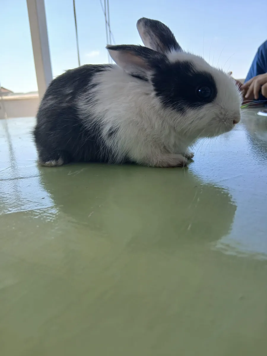 rabbit