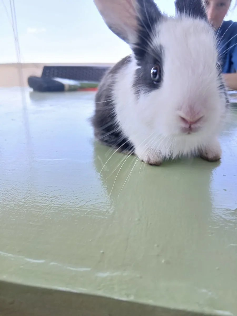 rabbit