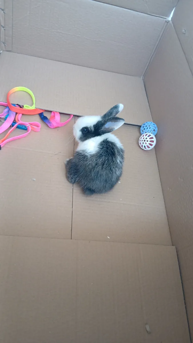 rabbit