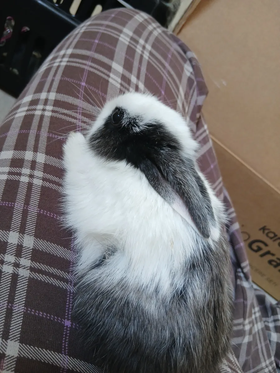 rabbit