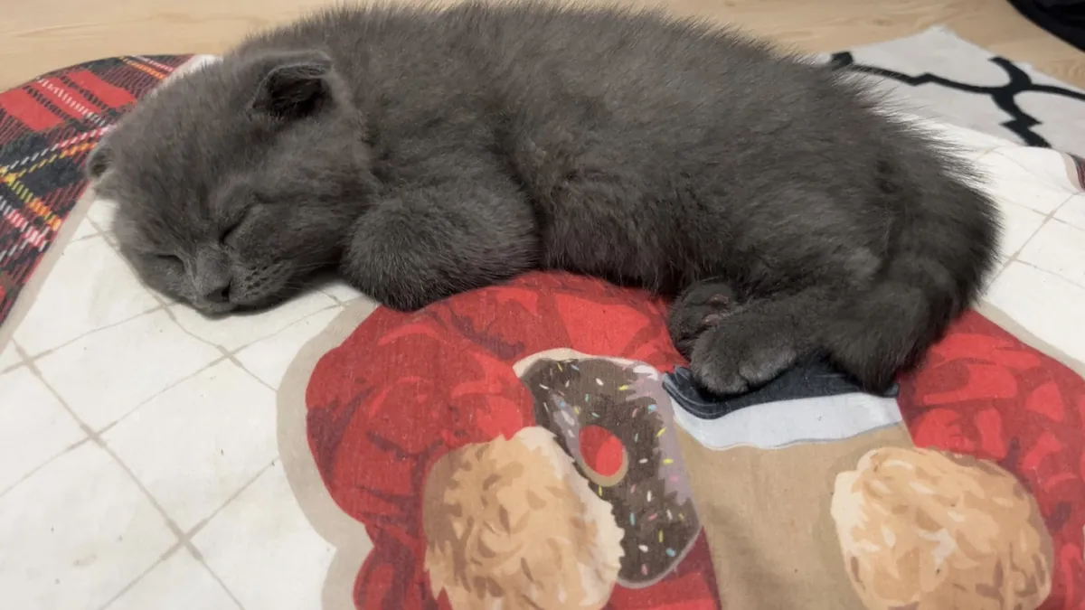 British de 2 meses dócil y tranquilo