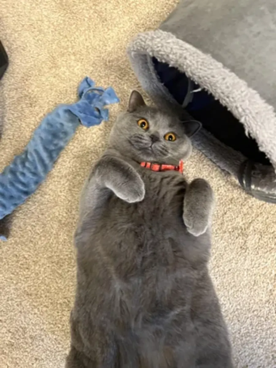 Chat British Shorthair tranquille habitué à vivre avec des humains