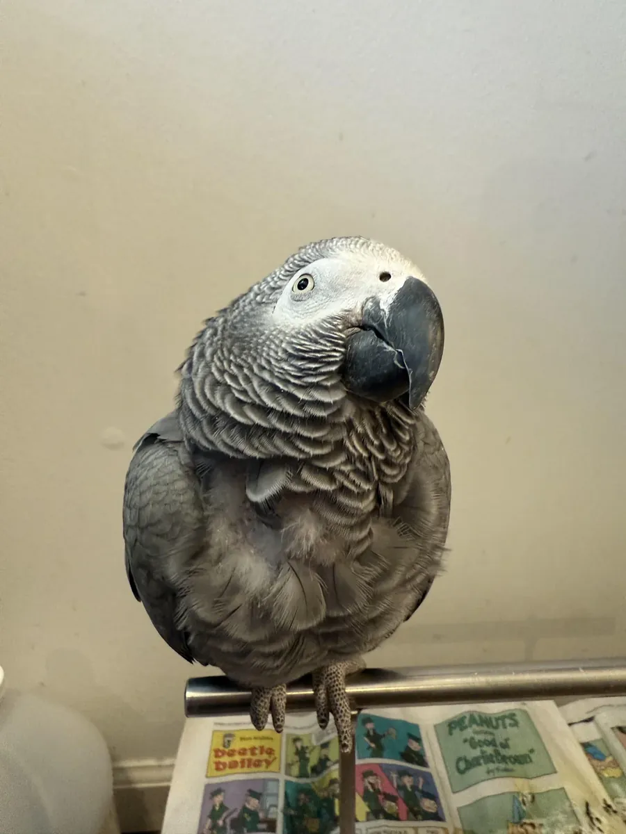 Perroquet gris du Gabon intelligent élevé dans une maison