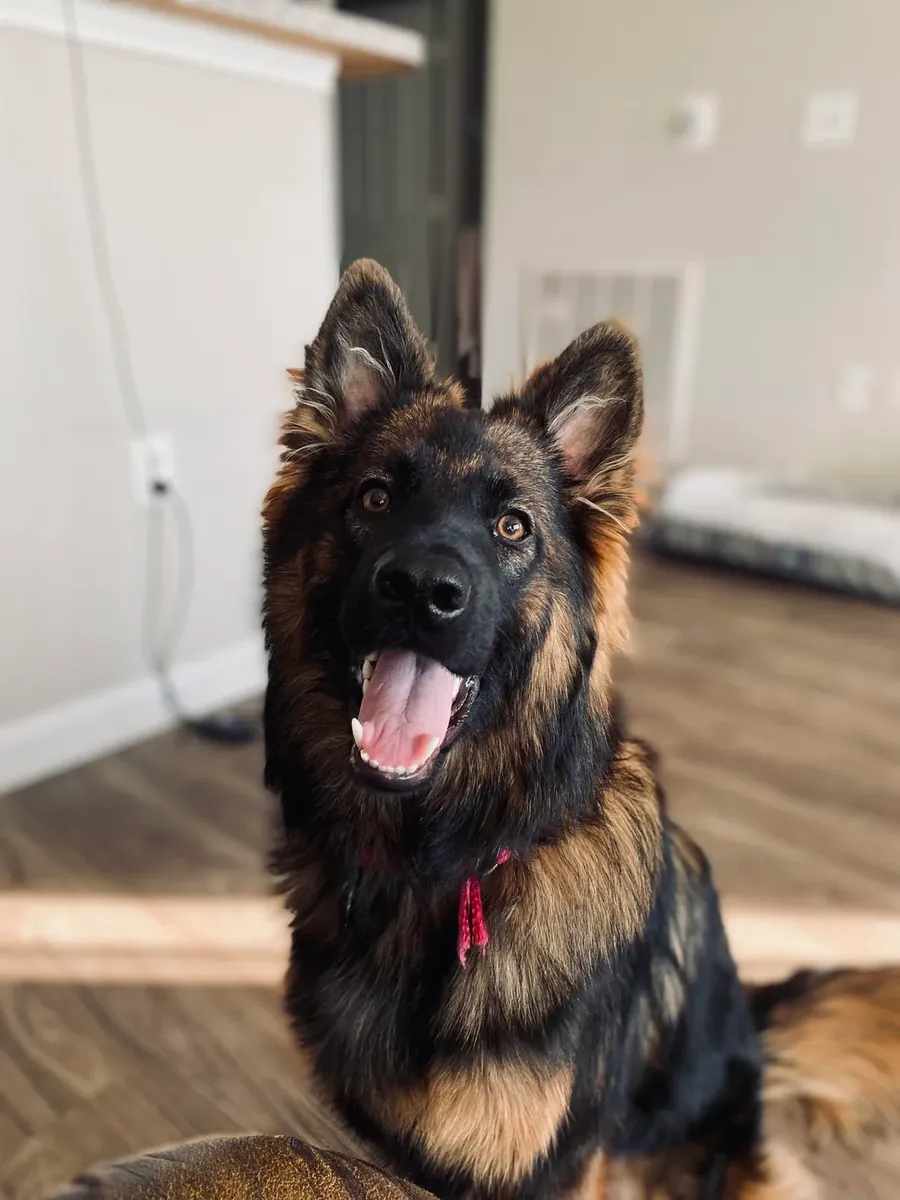 Chien berger allemand loyal cherchant une famille stable