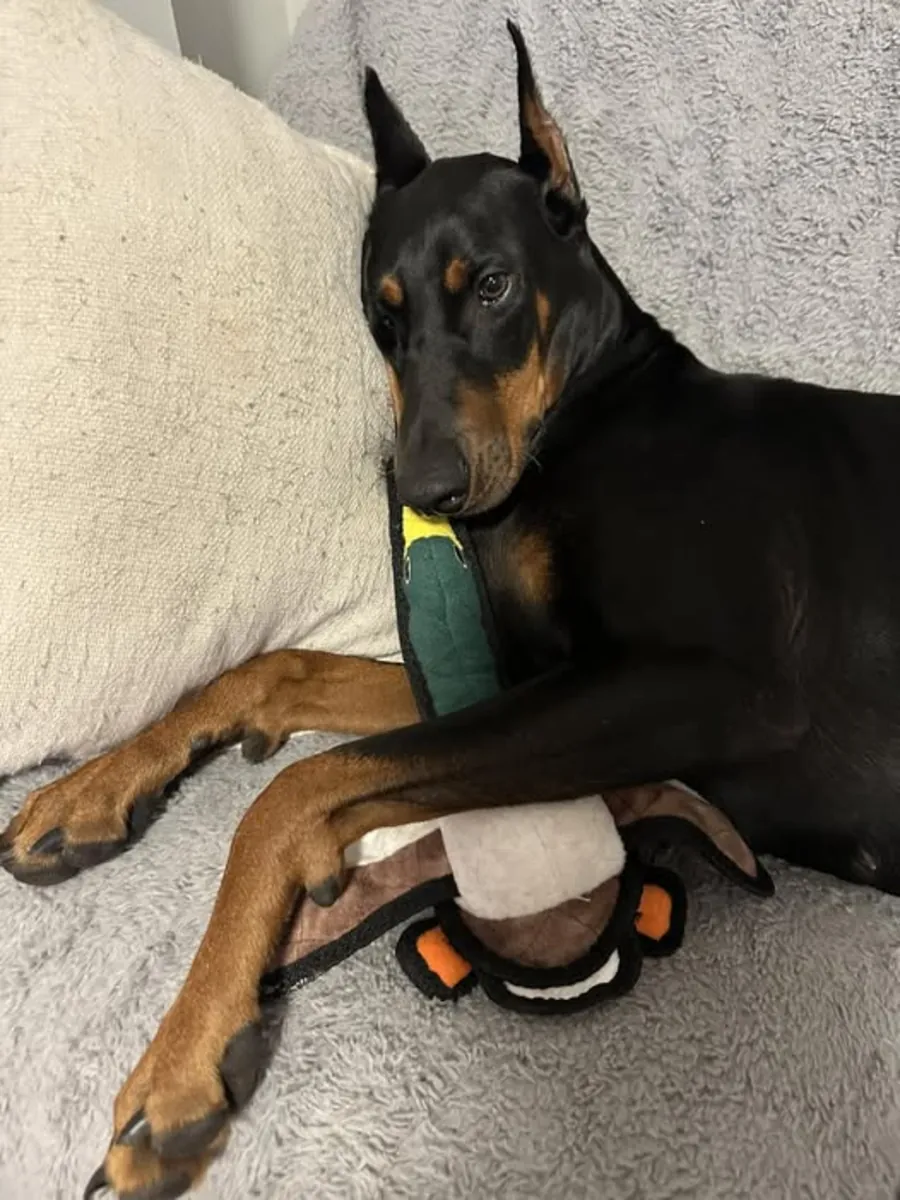 Doberman équilibré élevé dans un environnement familial