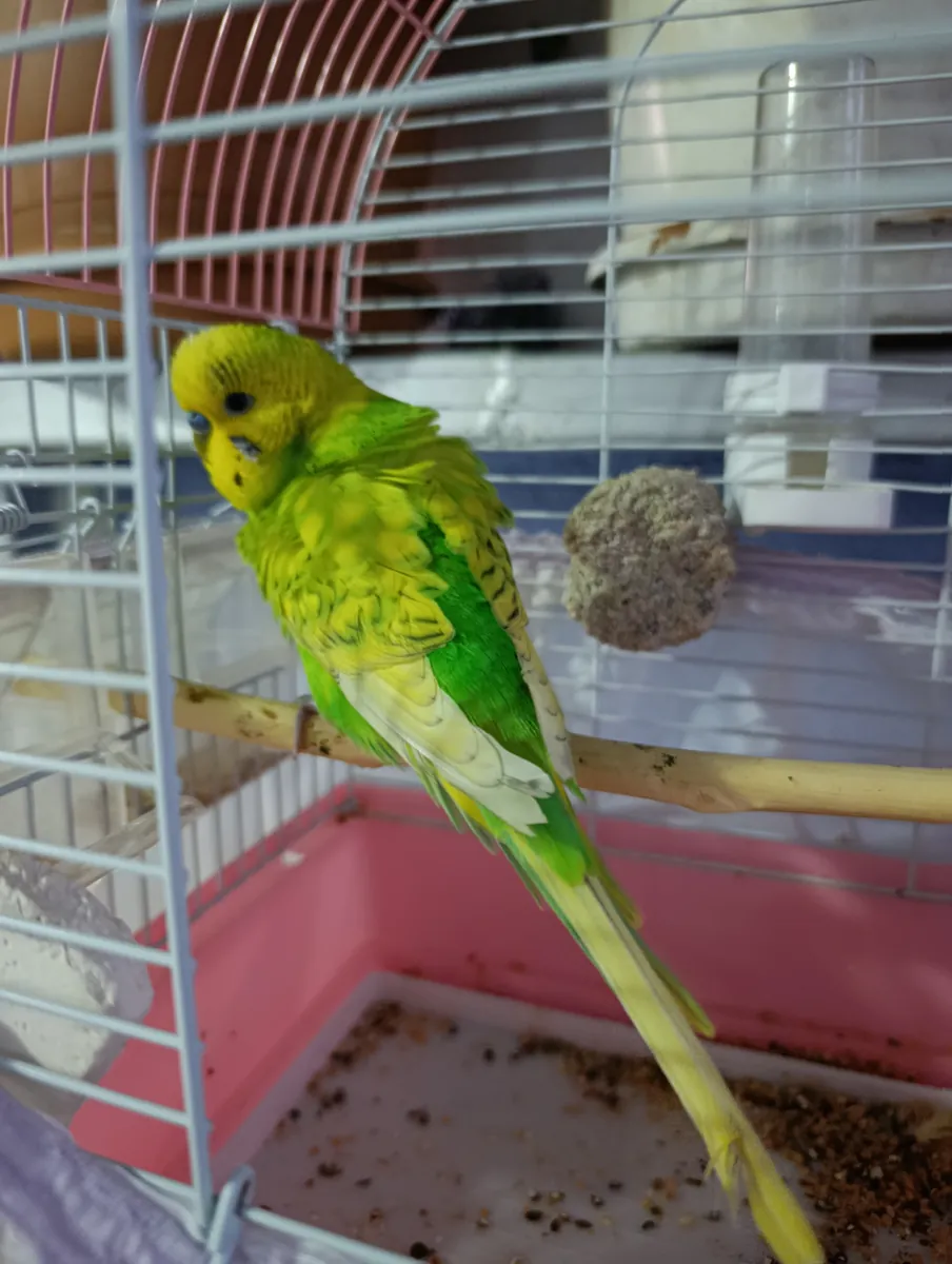 Budgie cage.