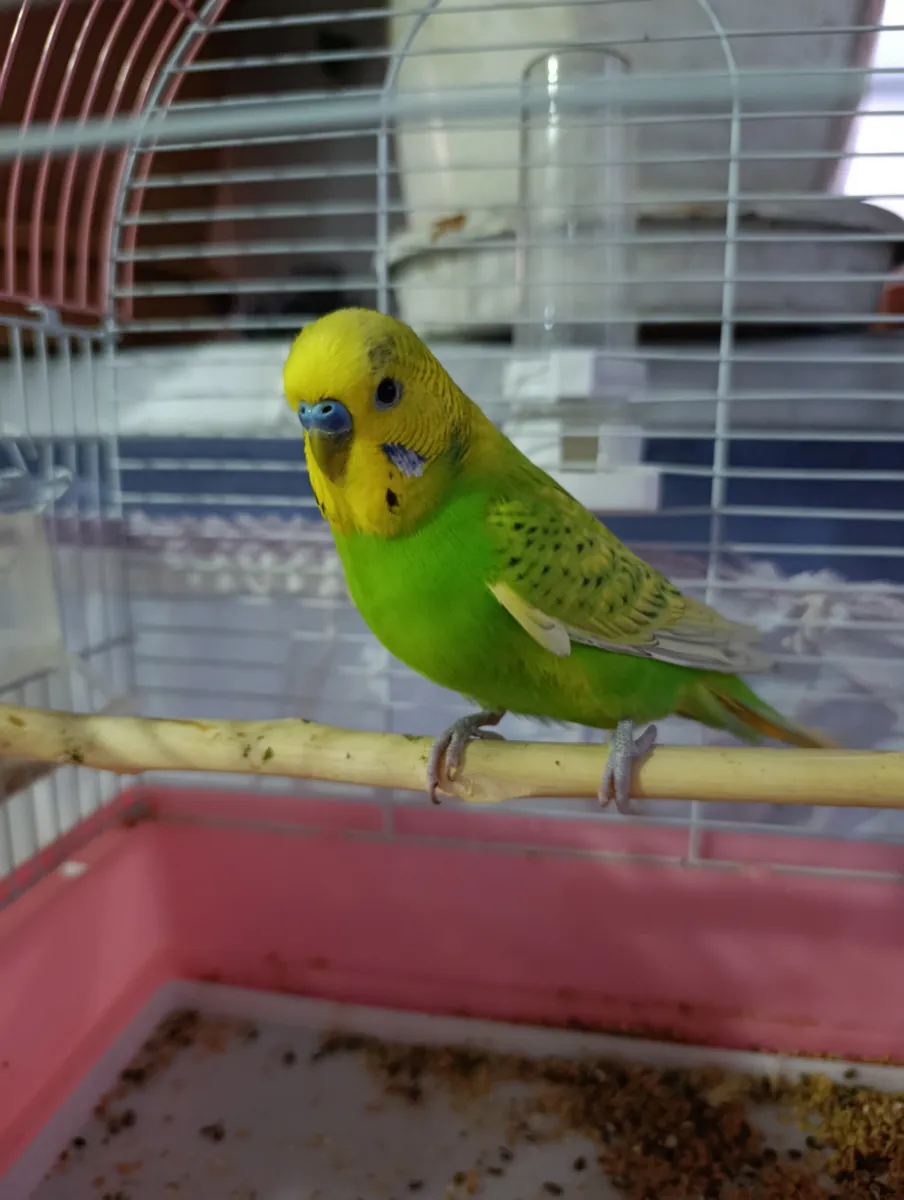 Budgie cage.