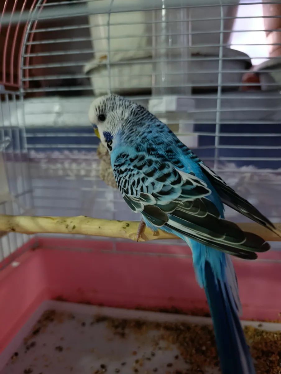 Budgie cage.
