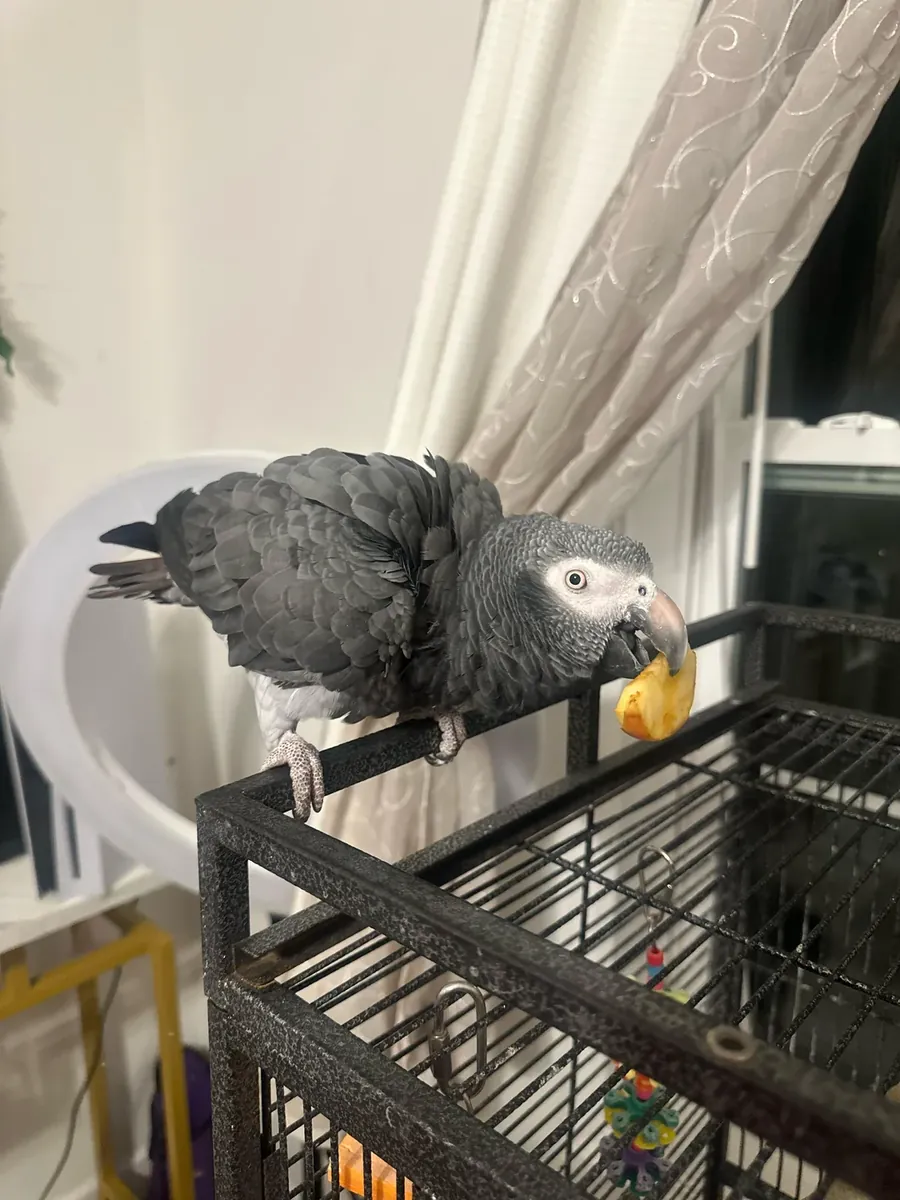 Loro gris africano muy inteligente criado en ambiente familiar