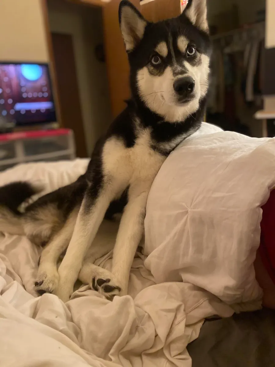 Husky sociable que necesita más espacio para moverse