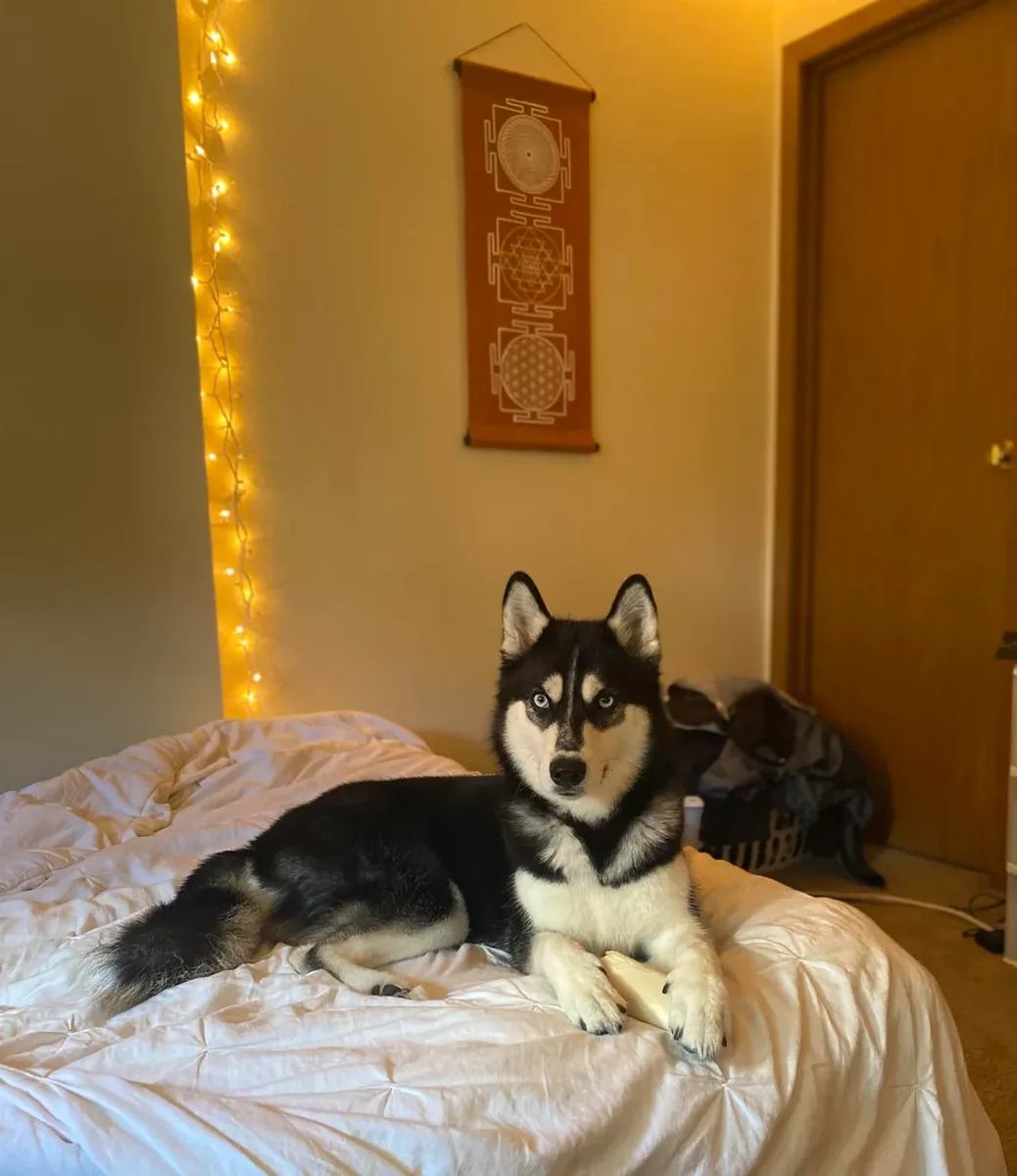 Husky sociable que necesita más espacio para moverse