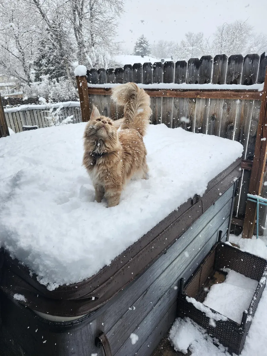 Maine Coon tranquilo acostumbrado a vivir dentro de casa