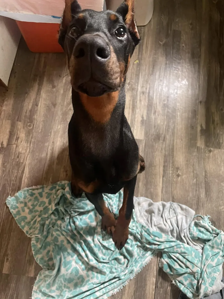 Doberman criado en ambiente familiar con buen temperamento