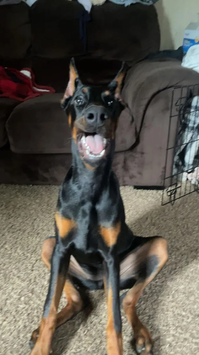 Doberman criado en ambiente familiar con buen temperamento