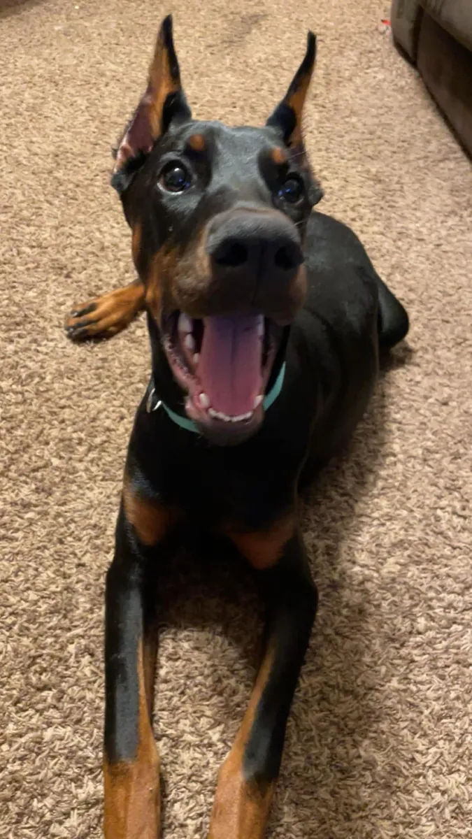 Doberman criado en ambiente familiar con buen temperamento