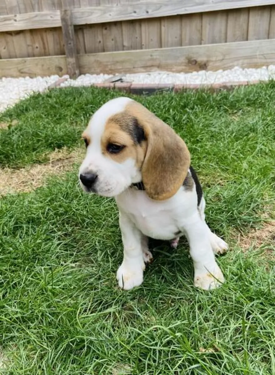Doğru renkte güzel Beagle yavruları