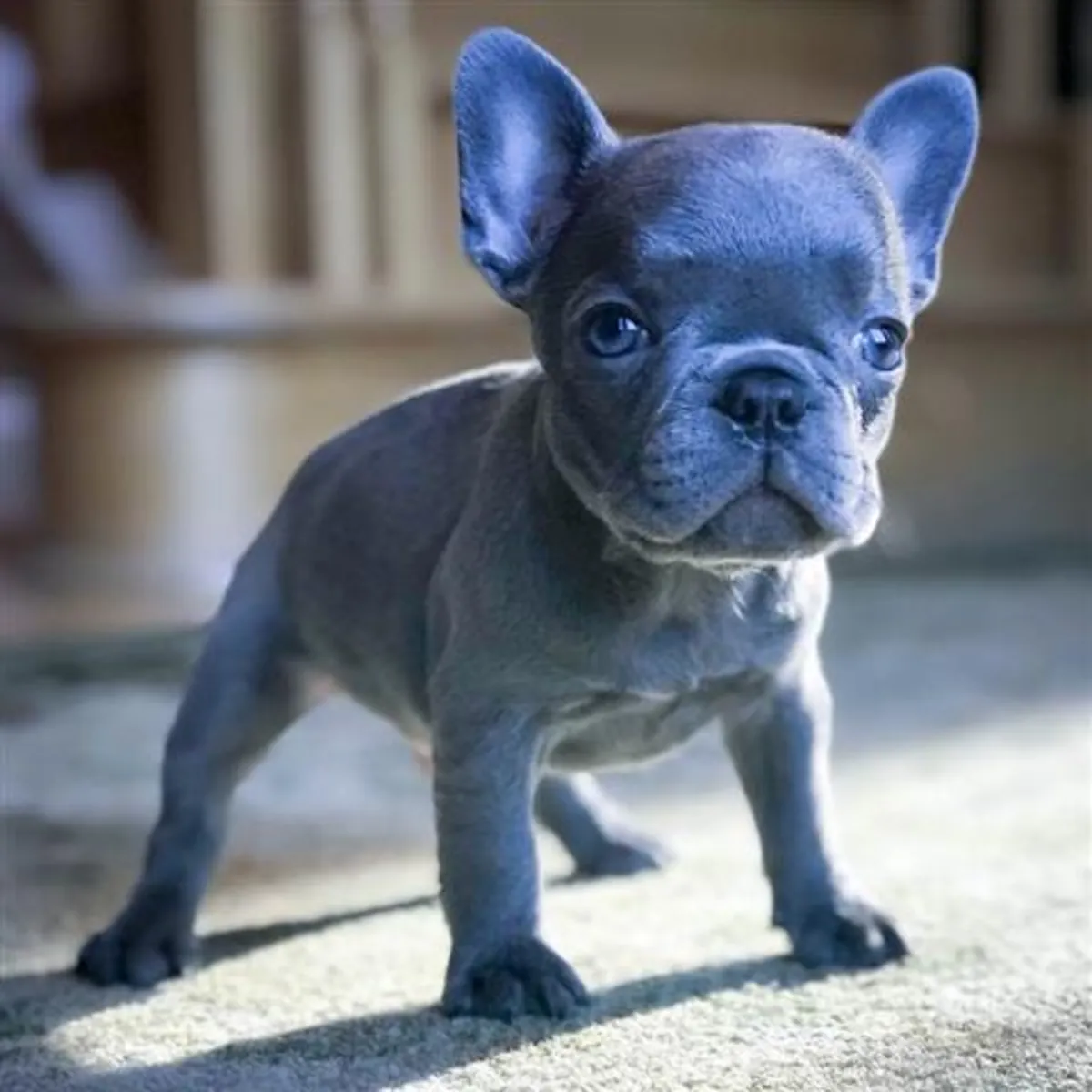 Cachorros de Bulldog Francés 
