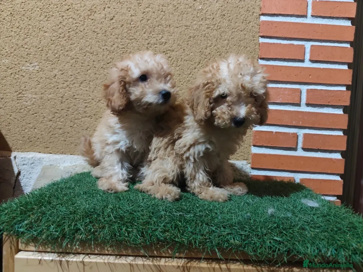 Caniche toy 🧡 listo para entregar